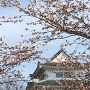 桜咲く公園から天守を眺める