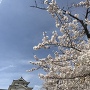 稲荷櫓(東側の公園から)と桜