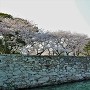 東側石垣と桜