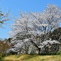 本丸跡石垣と桜2018