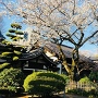 静勝寺の桜