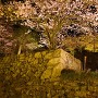 二の門跡石垣と夜桜