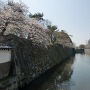 桜と堀