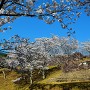 桜と城址石垣