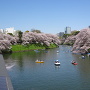 千鳥ヶ淵緑道の桜