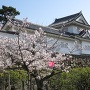桜と本丸隅櫓
