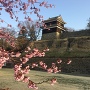 桜の上田城