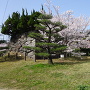 桜と桜御門跡