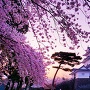 夕暮れの桜と天守