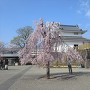 枝垂れ桜と稲荷櫓