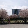 桜川綺麗に咲いてます。