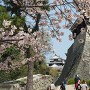 松山城、桜と天守