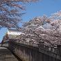 稲荷櫓と桜