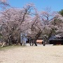 藤武稲荷神社と桜
