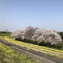 関宿城本丸跡の桜