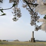 太閤な夢 桜と散る