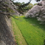 緑の絨毯に向かってのびのびと伸びる桜