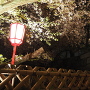 恩賜元離宮名古屋城の石碑と桜