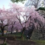 桜の咲く福岡城