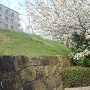 総社門跡石垣の桜