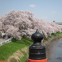 橋から見た桜