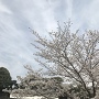 蓮池堀の桜