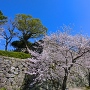 天守台下の桜並木