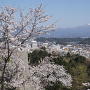 石垣と桜と伯耆富士