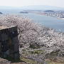 本丸石垣と桜と中海
