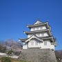 桜と御三階櫓