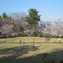 桜祭り会場の本丸