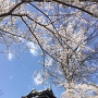 三重櫓と桜