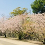 石垣が見えないほど咲き誇る桜並木