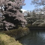 水堀と桜