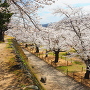 春の馬場・桜風景