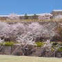 桜ひな壇