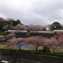 金沢城と桜