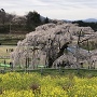 有名な三春の滝桜