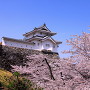 稲荷櫓と満開の桜