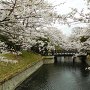 桜咲く水堀