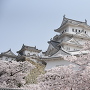 姫路城と桜、サクラ