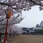 桜並木と姫路城