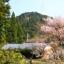 長徳寺の桜と雲林院城遠望