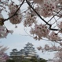 桜をメインに姫路城を添えて