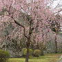 盛岡城、二の丸下の枝垂れ桜
