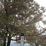 桜の敷布