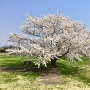 北館の桜