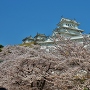 桜海に浮かぶ姫路城