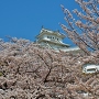 垣間見える春の姫路城