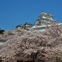 白鷺城を担ぐ満開桜